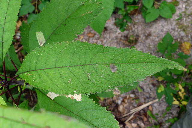 Eutrochium fistulosum - leaves