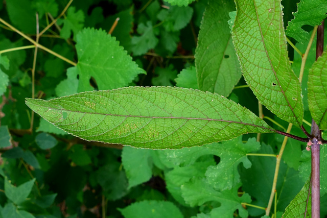 Eutrochium fistulosum - leaves