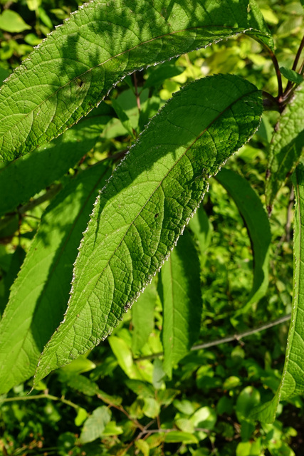 Eutrochium fistulosum - leaves