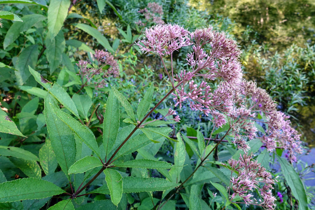 Eutrochium fistulosum - plants