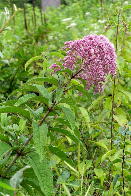 Eutrochium fistulosum - plants