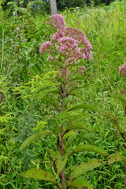 Eutrochium fistulosum - plants