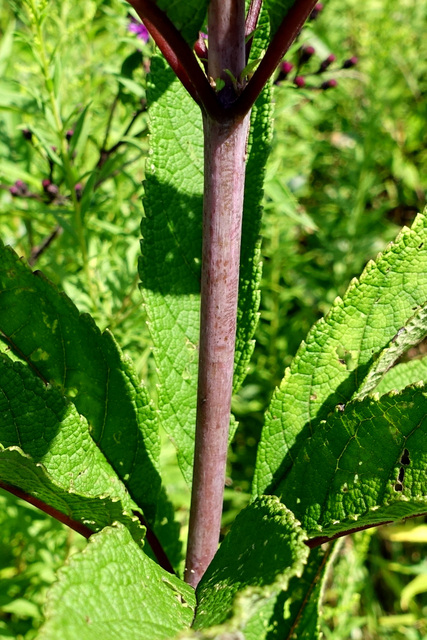 Eutrochium fistulosum - stem