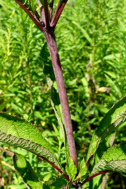 Eutrochium fistulosum - stem