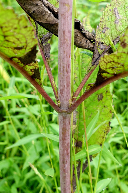 Eutrochium fistulosum - stem