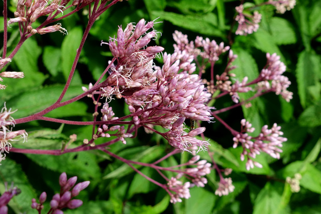 Eutrochium maculatum