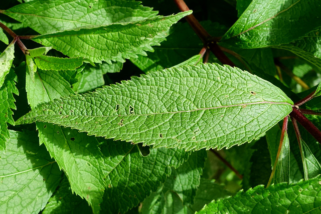 Eutrochium maculatum - leaves