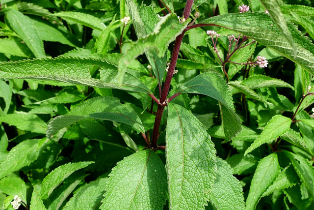 Eutrochium maculatum - leaves