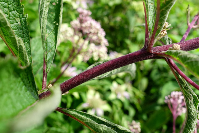 Eutrochium maculatum - stem