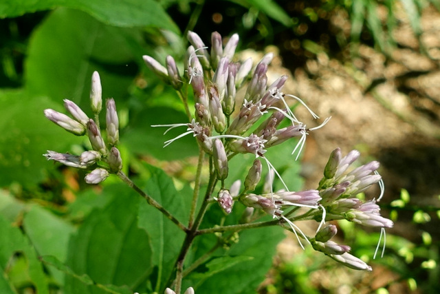 Eutrochium purpureum