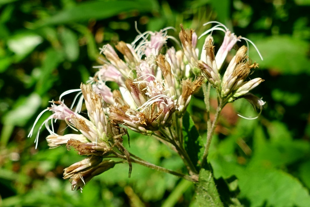 Eutrochium purpureum