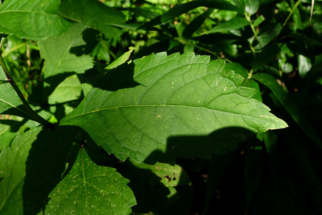 Eutrochium purpureum - leaves