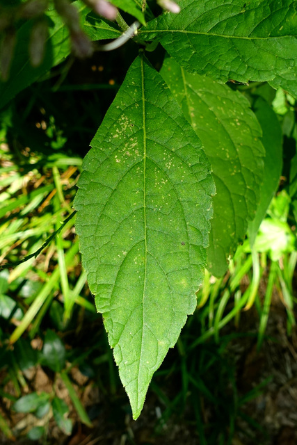 Eutrochium purpureum - leaves