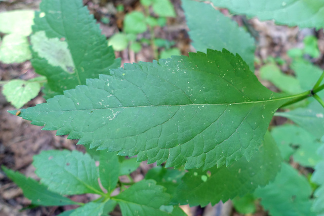 Eutrochium purpureum - leaves