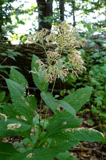 Eutrochium purpureum - plants