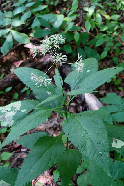 Eutrochium purpureum - plants