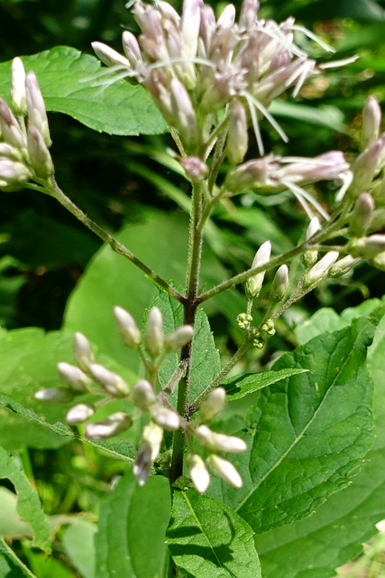 Eutrochium purpureum - stem