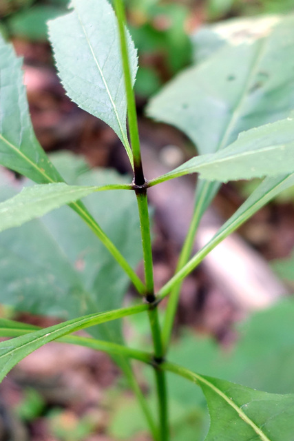 Eutrochium purpureum - stem