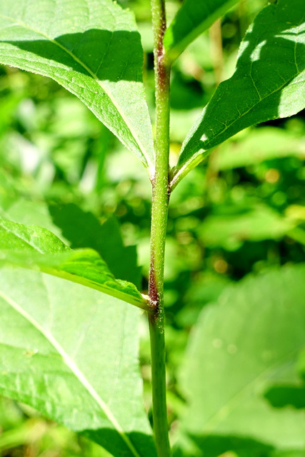 Eutrochium purpureum - stem