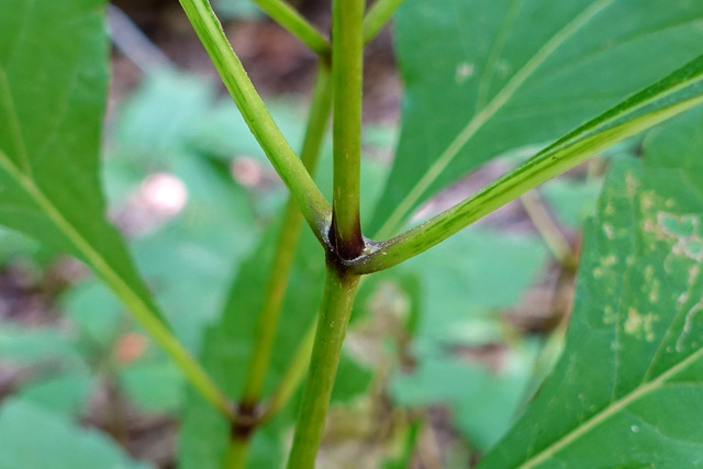 Eutrochium purpureum - stem