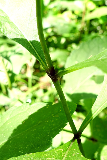 Eutrochium purpureum - stem