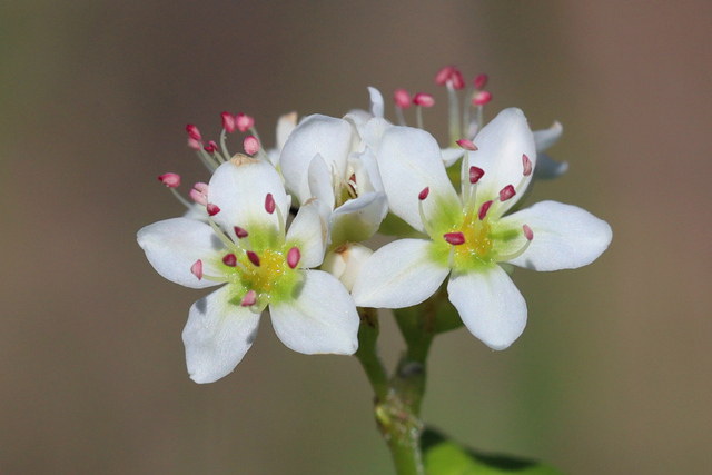 Fagopyrum esculentum