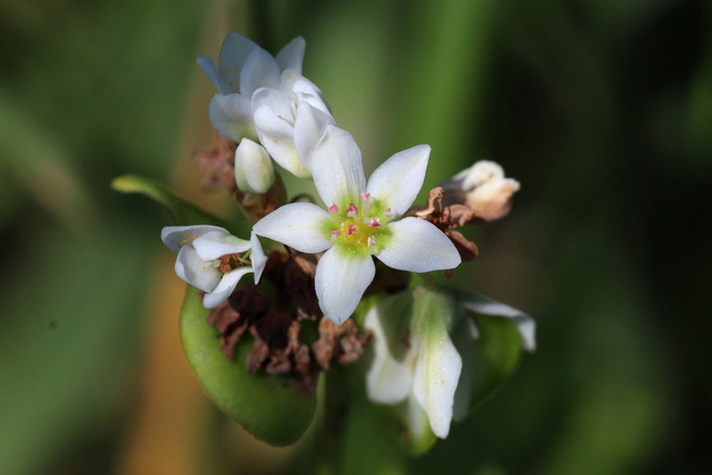 Fagopyrum esculentum