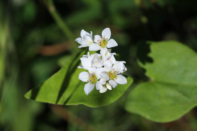 Fagopyrum esculentum