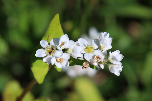 Fagopyrum esculentum