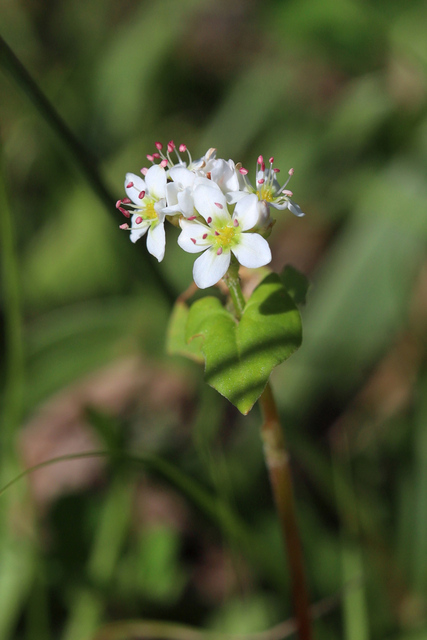 Fagopyrum esculentum