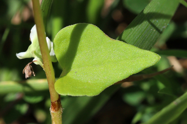 Fagopyrum esculentum - leaves