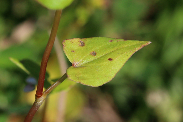 Fagopyrum esculentum - leaves