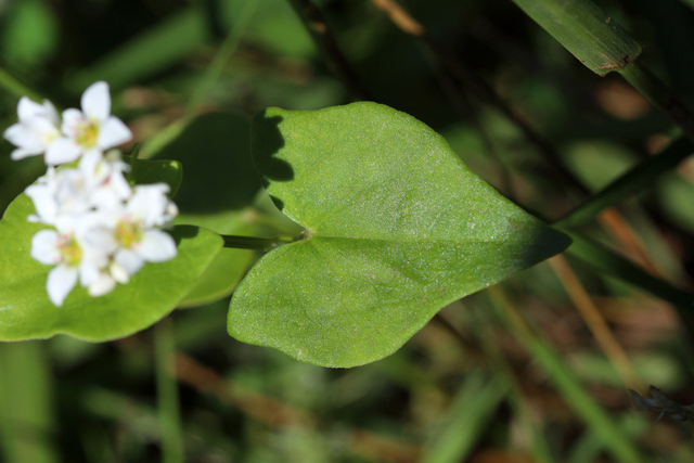 Fagopyrum esculentum - leaves