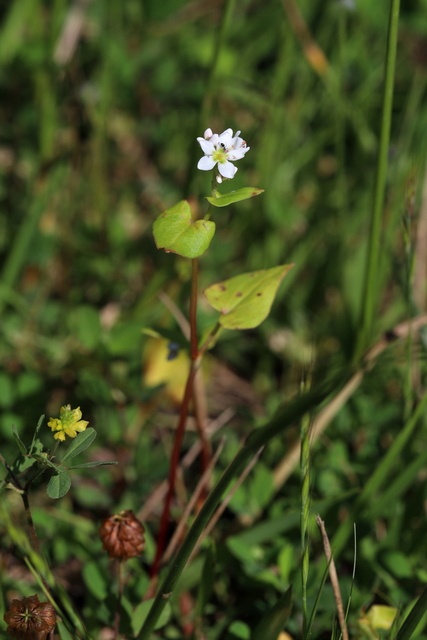 Fagopyrum esculentum - plant