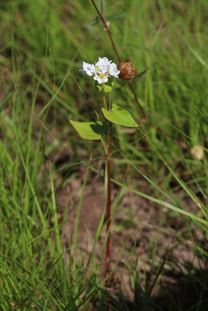 Fagopyrum esculentum - plant