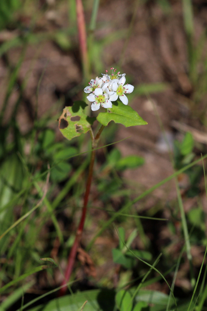 Fagopyrum esculentum - plant