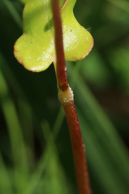 Fagopyrum esculentum - stem