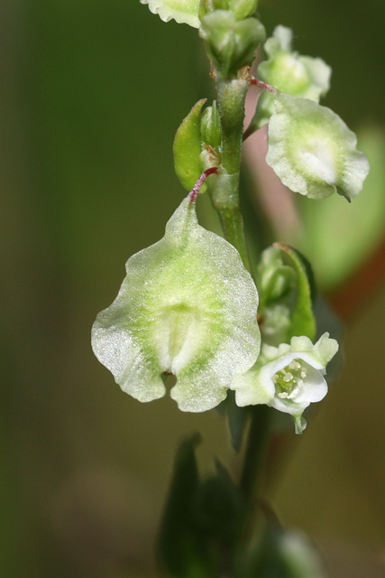 Fallopia scandens