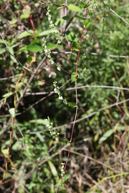 Fallopia scandens - plant
