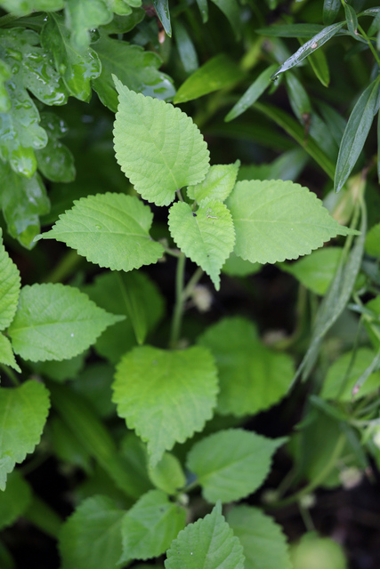 Fatoua villosa - plant