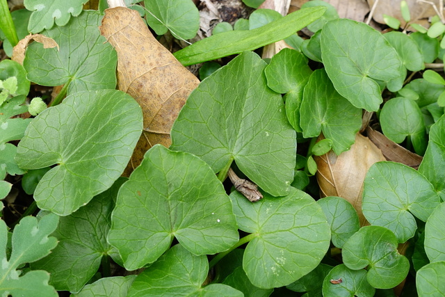 Ficaria verna - leaves