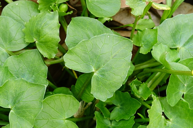 Ficaria verna - leaves