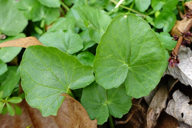 Ficaria verna - leaves