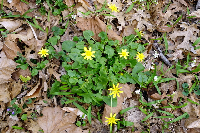 Ficaria verna - plant