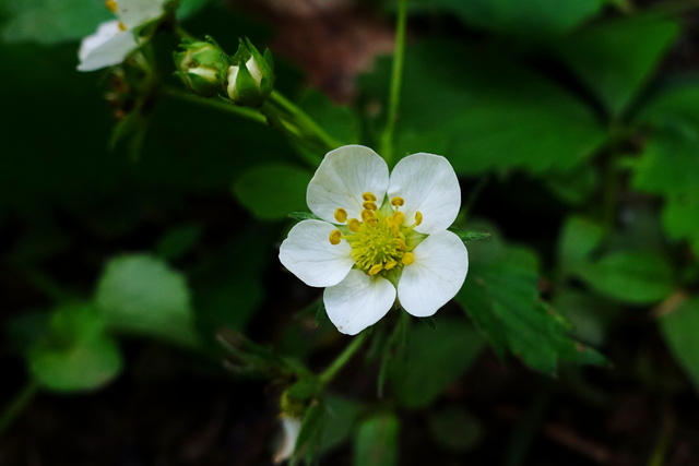 Fragaria virginiana