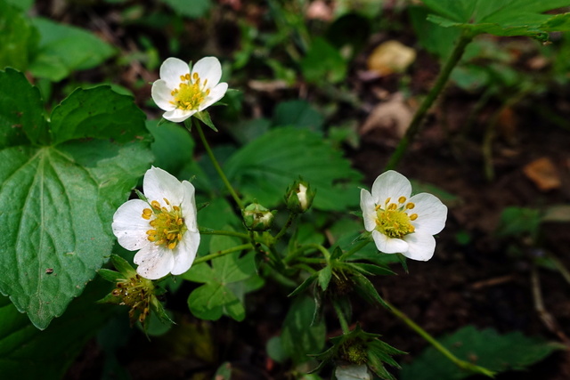 Fragaria virginiana