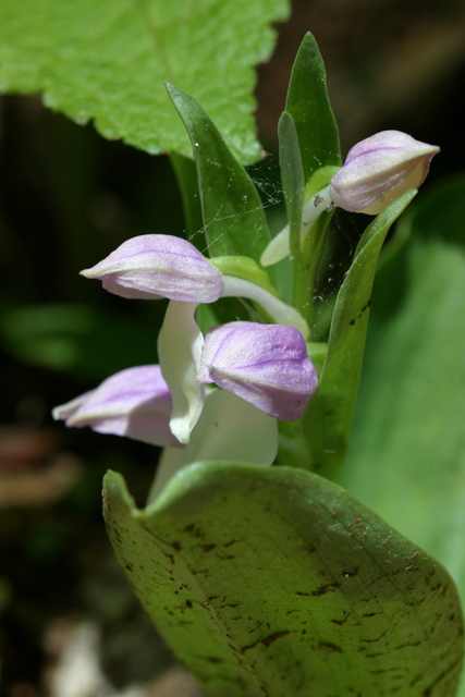 Galearis spectabilis