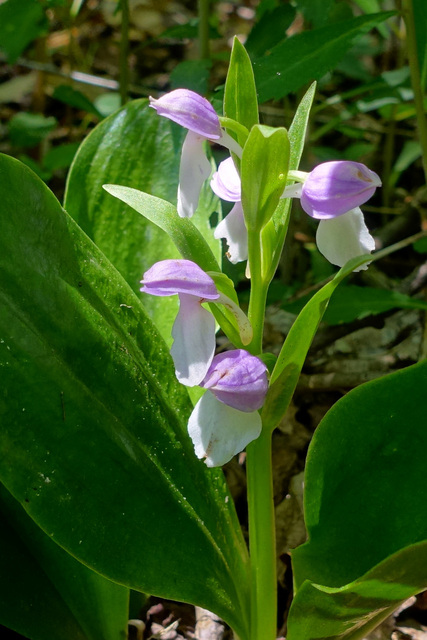 Galearis spectabilis