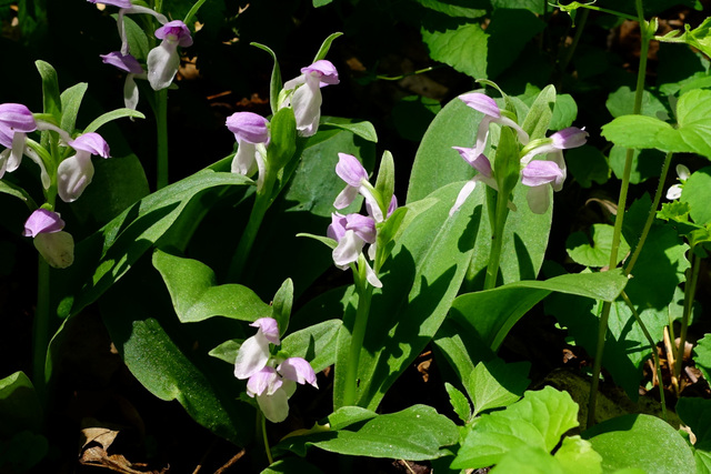 Galearis spectabilis