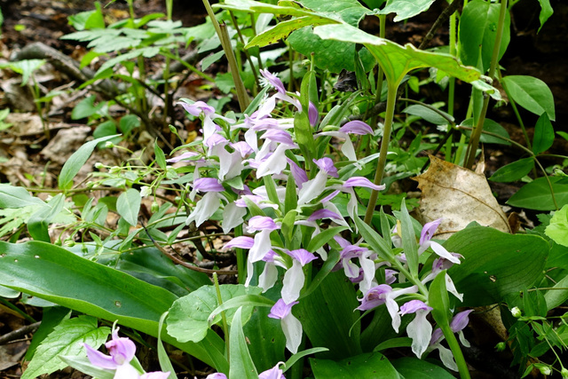 Galearis spectabilis